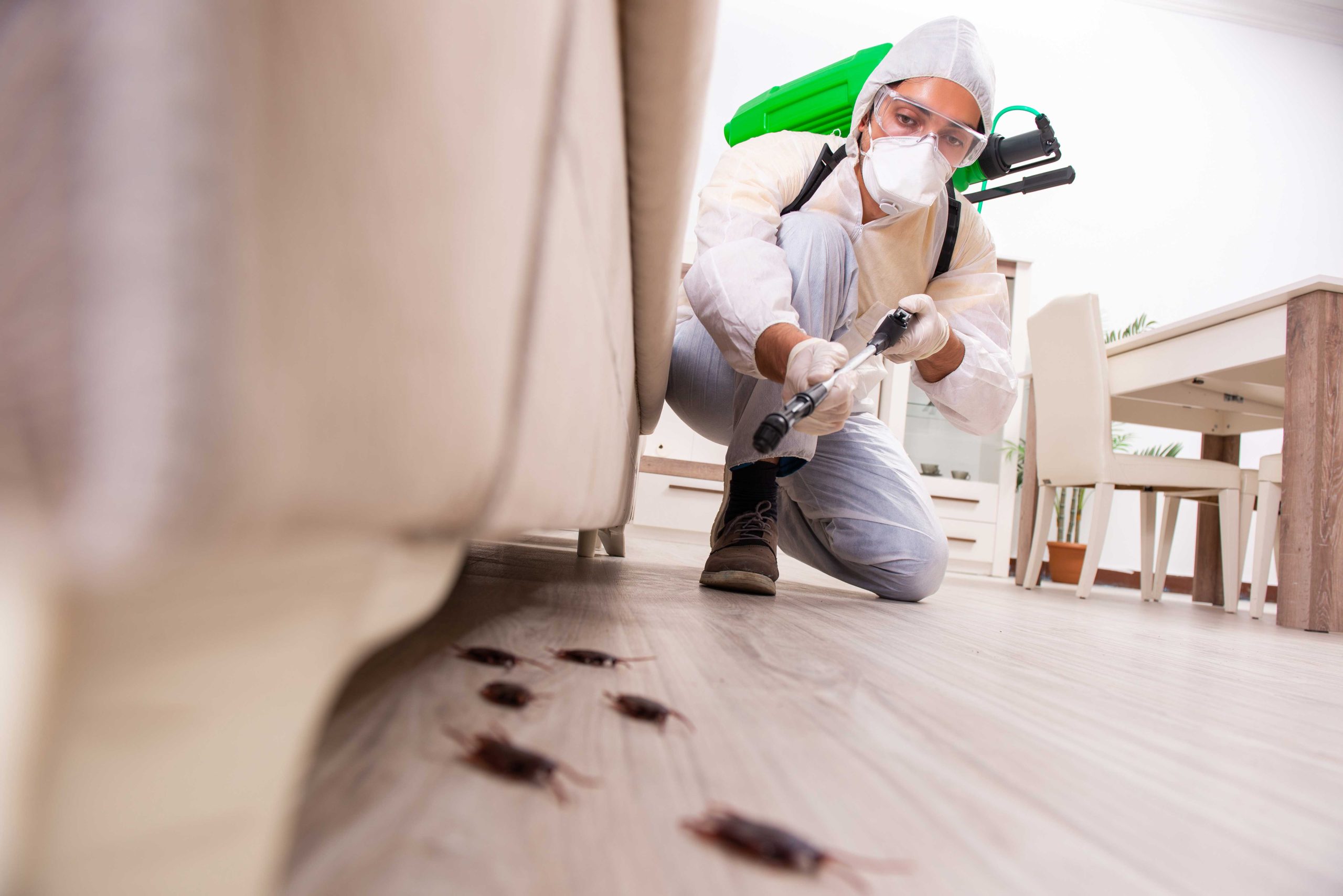 Pest Control Services in Charleston